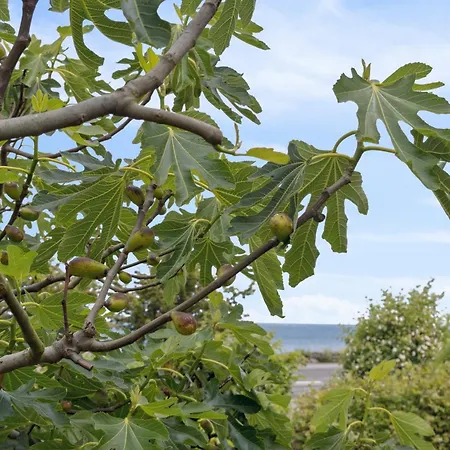 Lejlighed Dejlig I Sandvig Allinge-Sandvig